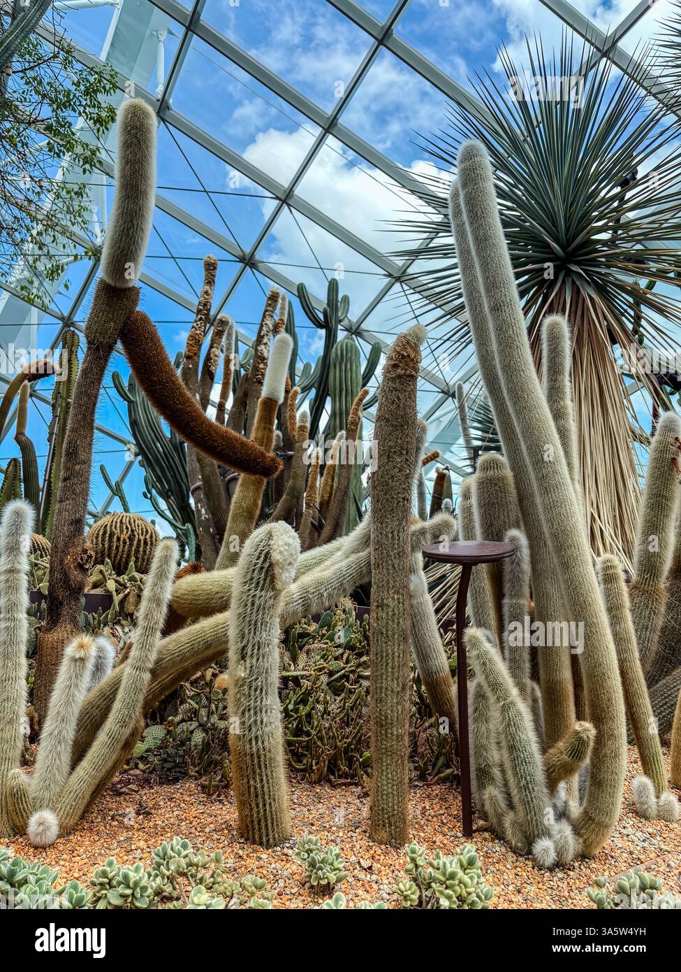 Le dôme de fleurs à Singapour dispose d'un jardin de cactus avec différents types de cactus dans une structure de serre. Banque D'Images