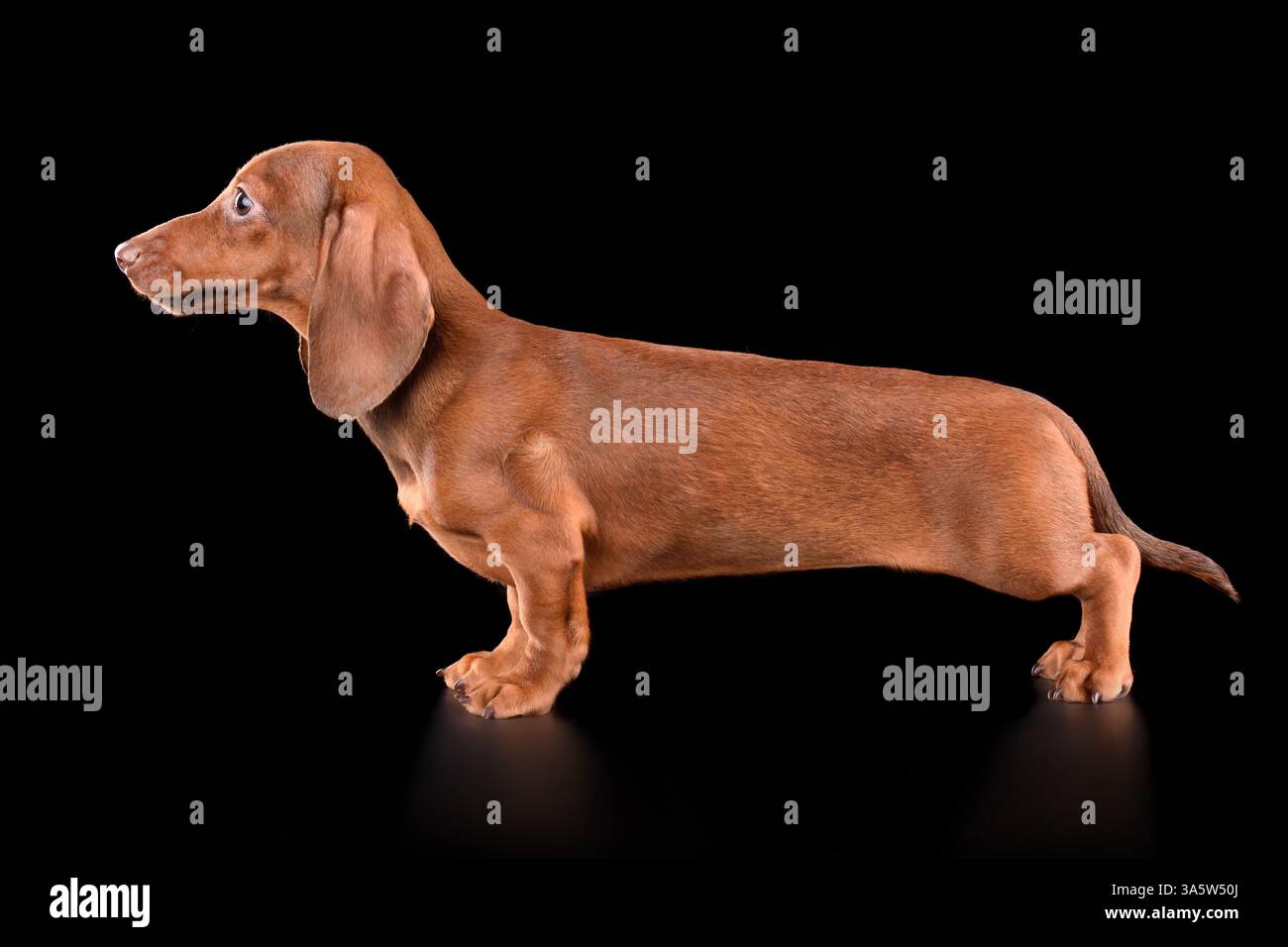 Chiot Teckel en chocolat debout sur fond noir Banque D'Images