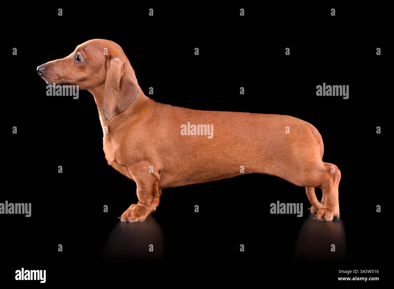 Debout beau chiot de teckel en chocolat isolé sur fond noir Banque D'Images