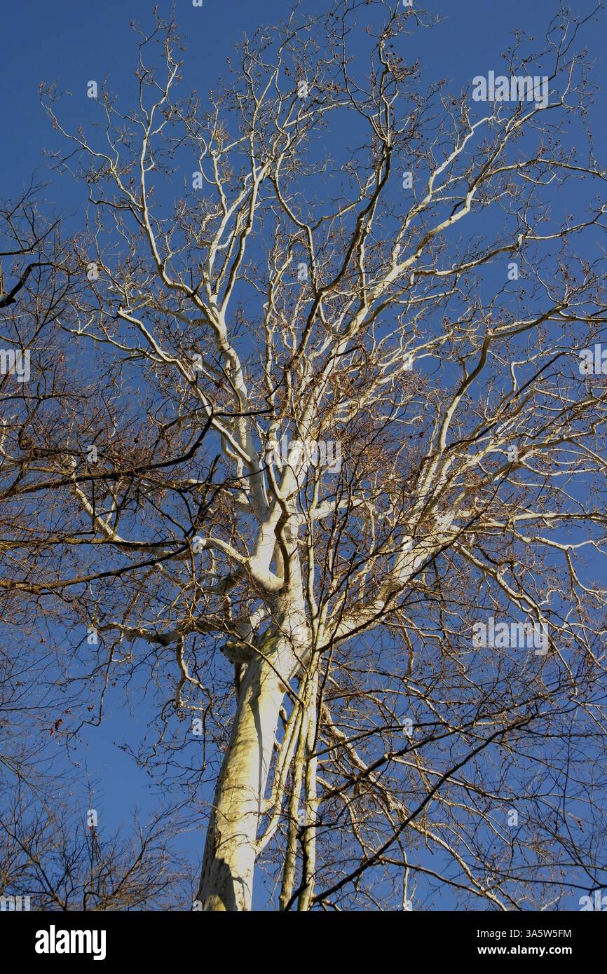 Arrière-plan avec arbre plan vu de bas en haut Banque D'Images