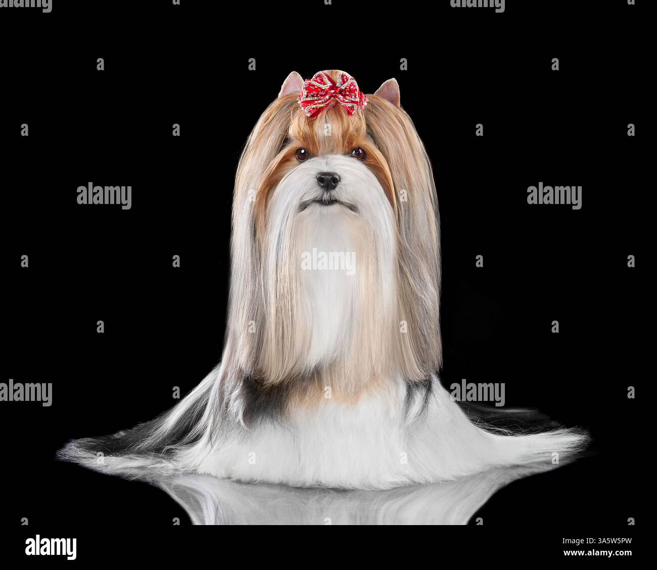 Plan studio du chien Biewer Terrier soigné avec pardessus et isolé sur fond noir Banque D'Images