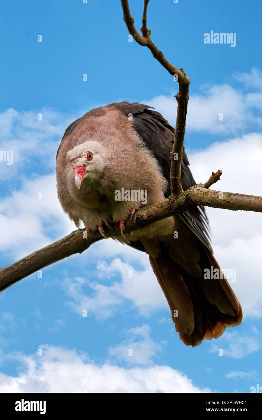 Pigeon rose, Nesoenas mayeri, perché sur une branche devant un ciel d'été. Endémique à Maurice et récemment proche de l'extinction mais la population i Banque D'Images Pigeon rose, Nesoenas mayeri, perché sur une branche devant un ciel d'été. Endémique à Maurice et récemment proche de l'extinction mais la population i Banque D'Images