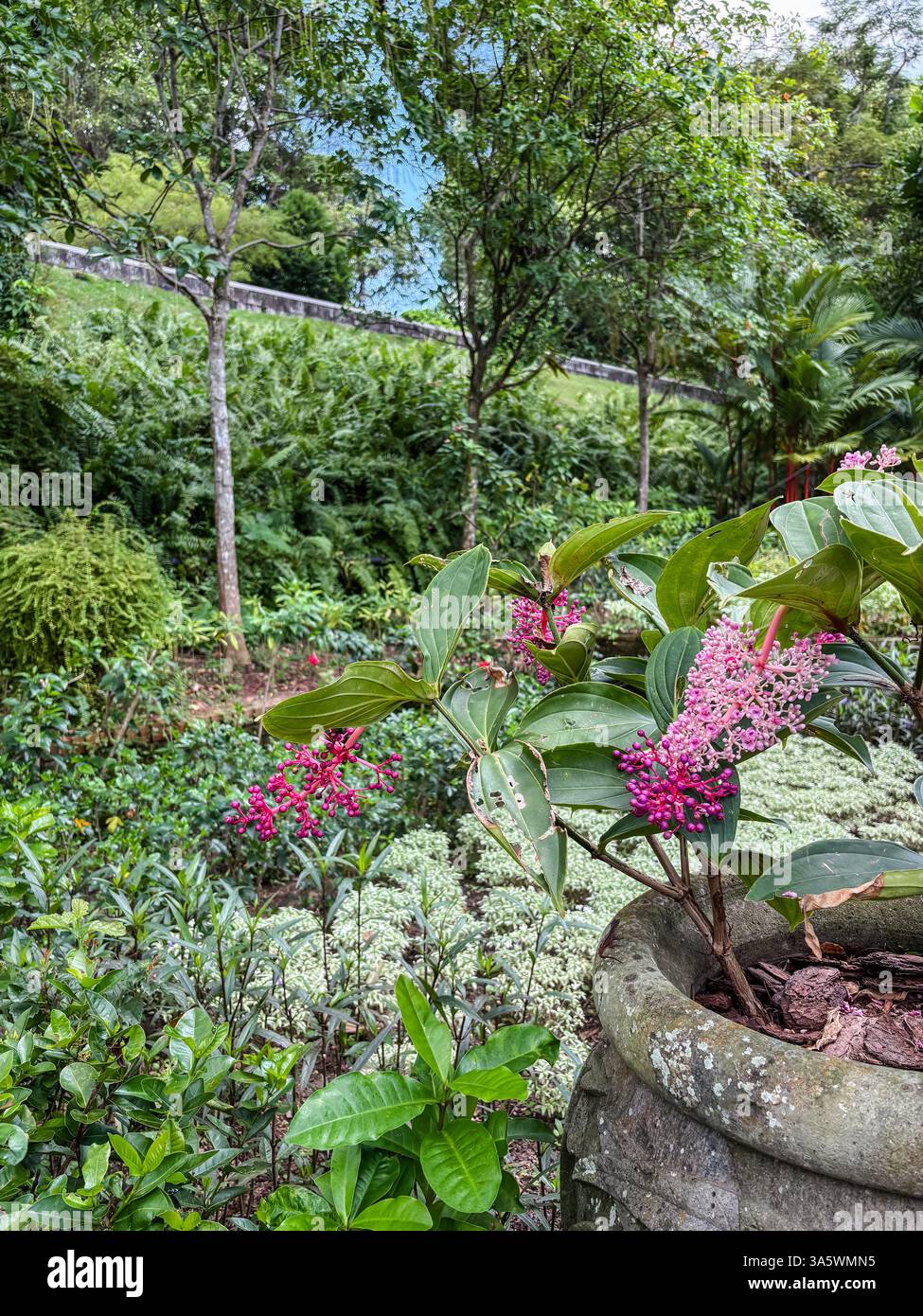 Belle vue sur un jardin public avec des arbres, des arbustes et des fleurs à Singapour. Fleur de Medinilla fleurissant dans un pot en pierre. Banque D'Images