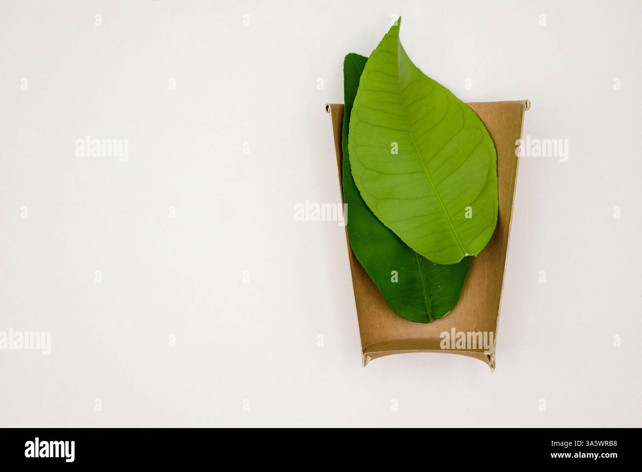 La moitié du gobelet en papier jetable isolé. Ustensiles jetables naturels respectueux de l'environnement. Vaisselle jetable durable en feuilles. Banque D'Images