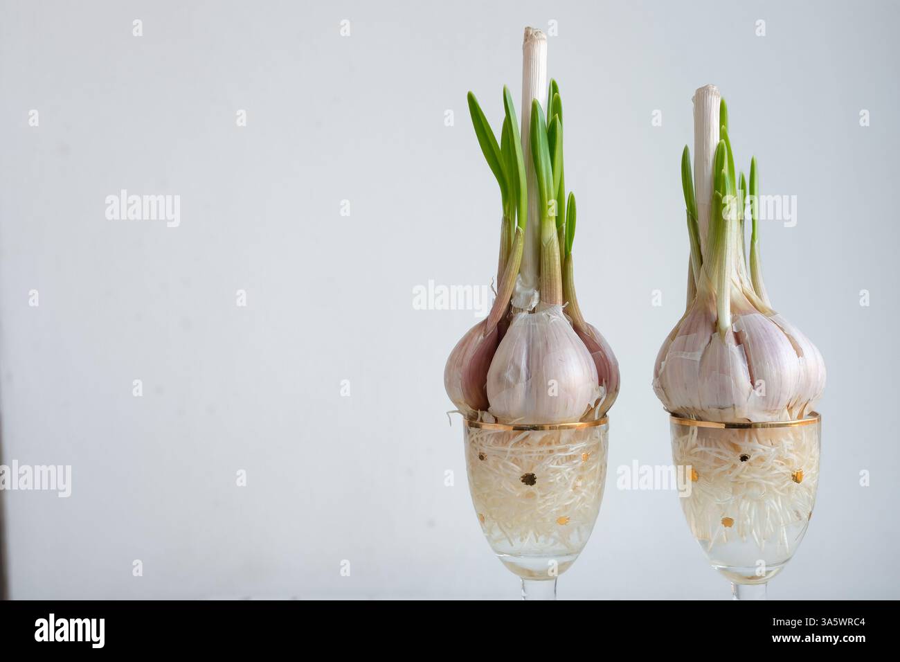 Germination de bulbes d'ail dans des verres décoratifs remplis d'eau. Cultiver l'ail dans l'eau. Ail hydroponique. Banque D'Images