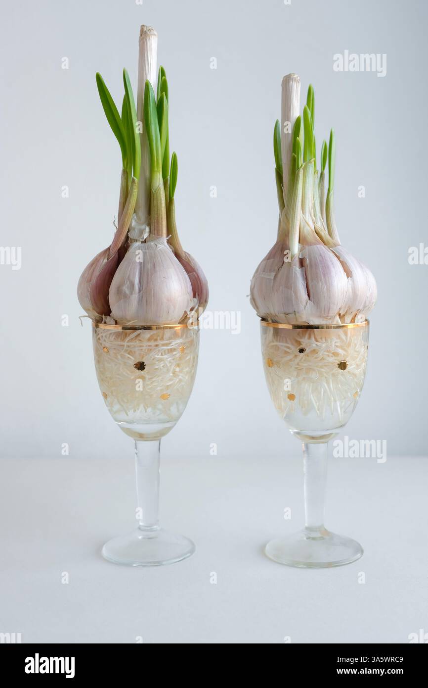 Germination de bulbes d'ail dans des verres décoratifs remplis d'eau. Cultiver l'ail dans l'eau. Ail hydroponique. Banque D'Images