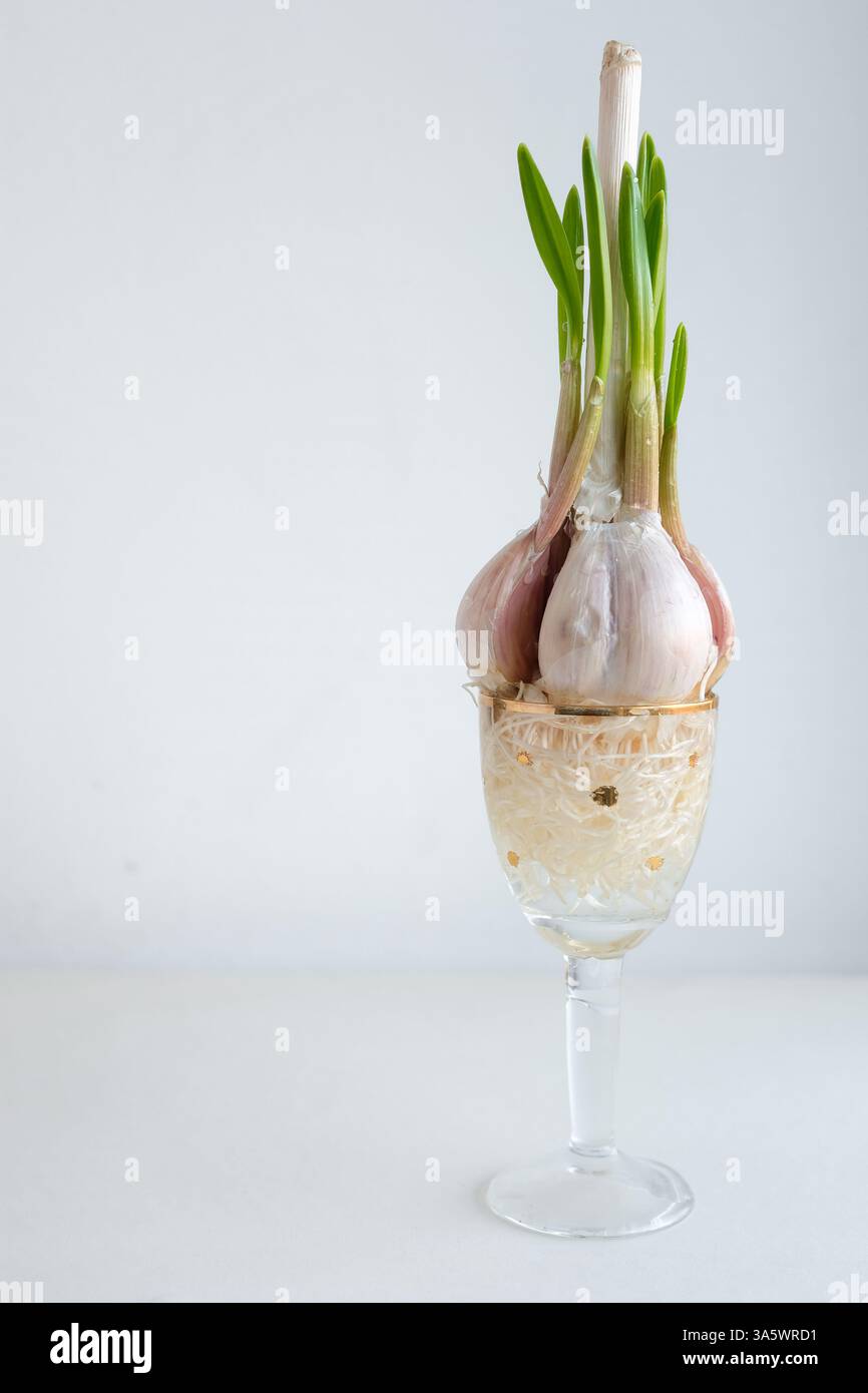 Germination de bulbes d'ail dans des verres décoratifs remplis d'eau. Cultiver l'ail dans l'eau. Ail hydroponique. Banque D'Images