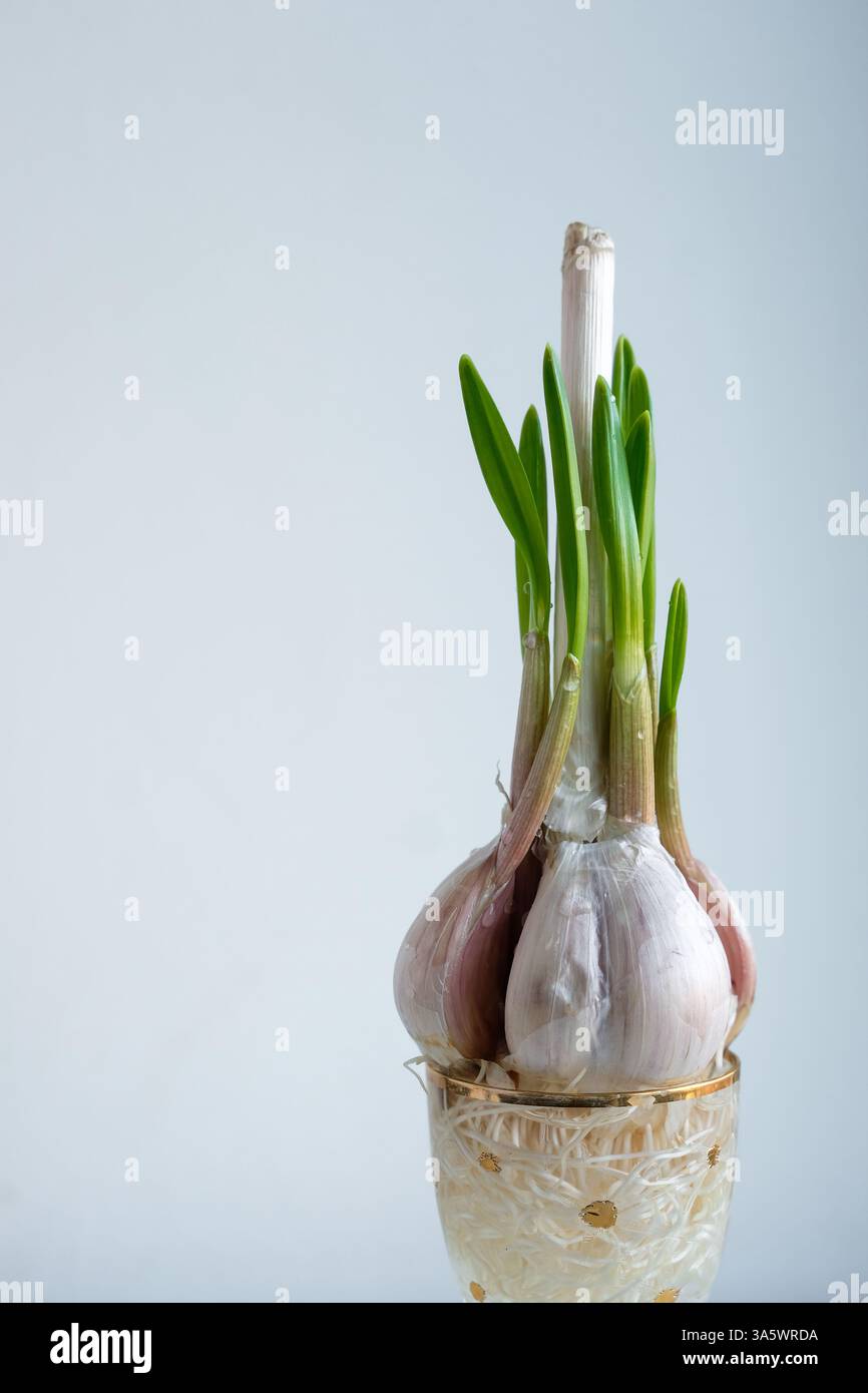 Germination de bulbes d'ail dans des verres décoratifs remplis d'eau. Cultiver l'ail dans l'eau. Ail hydroponique. Banque D'Images