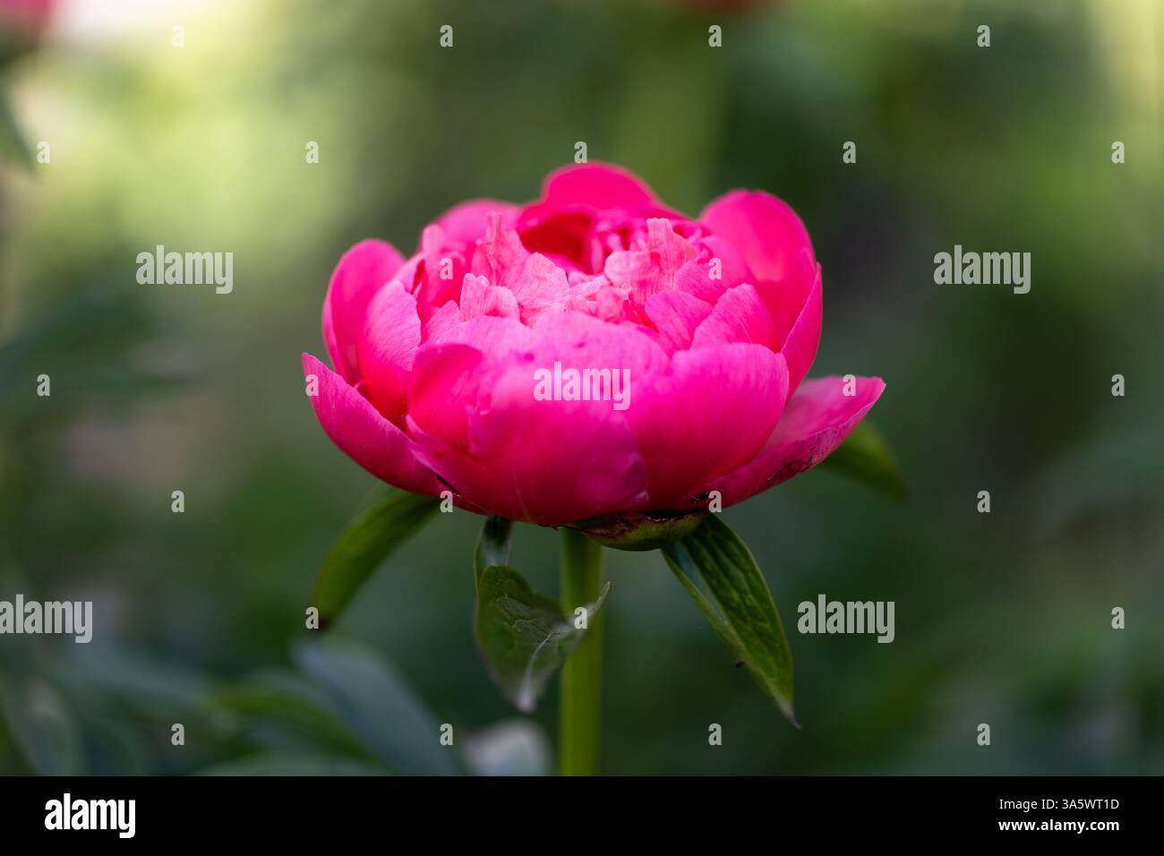 Gros plan d'une fleur de pivoine rouge et rose (peonia) en pleine floraison devant un fond flou Banque D'Images