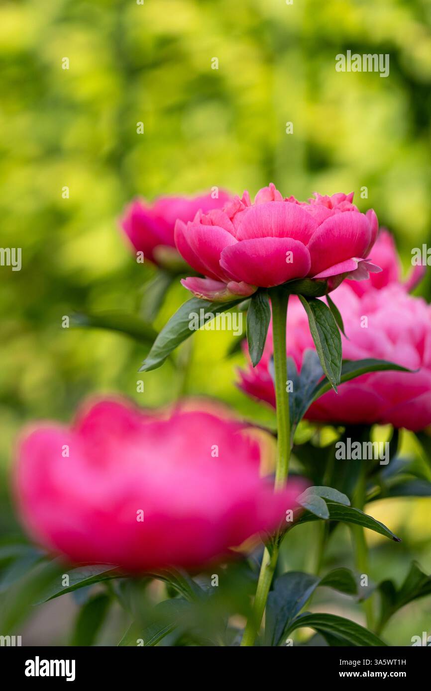 Gros plan d'une fleur de pivoine rouge et rose (peonia) en pleine floraison avec d'autres en avant-première et en arrière-plan flous Banque D'Images