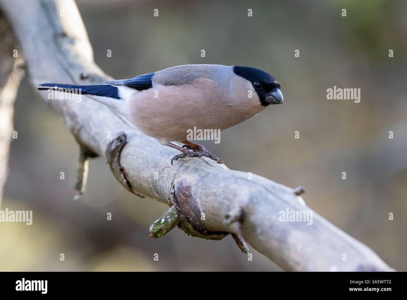 Femelle bullfinch commune Banque D'Images