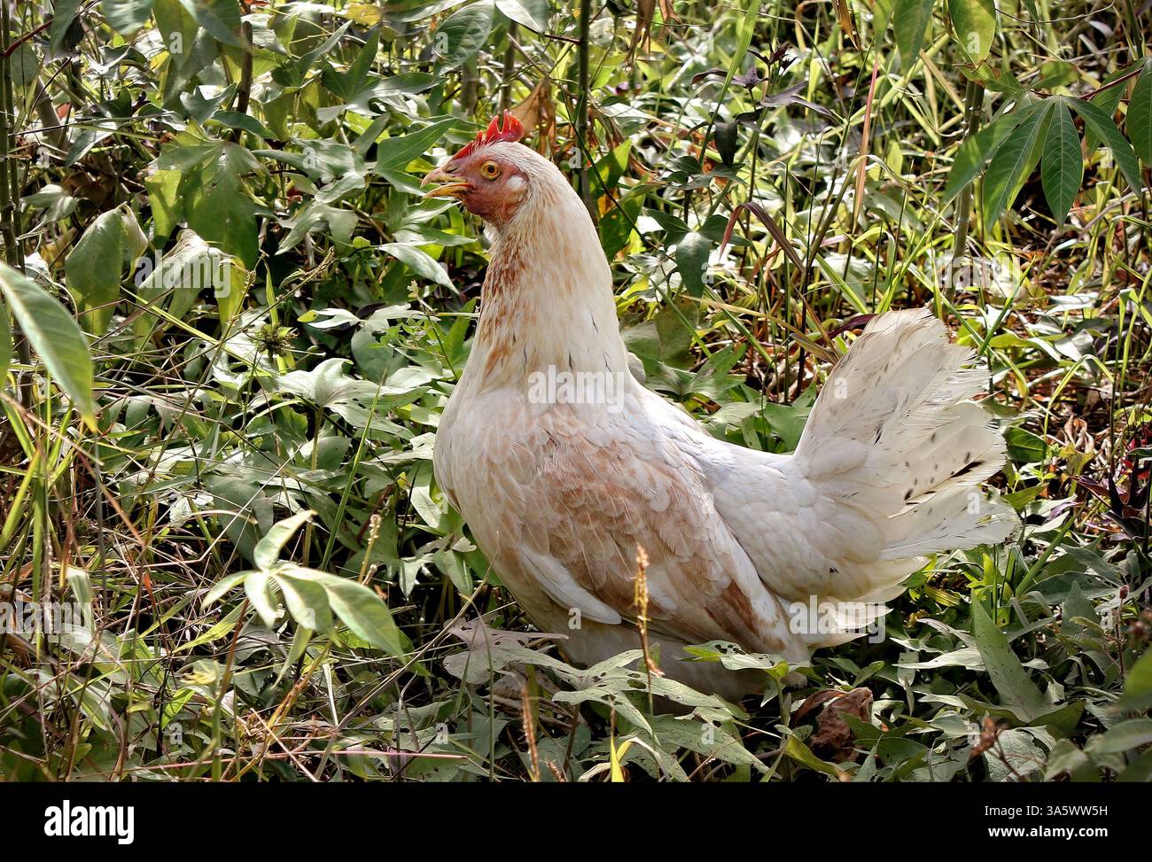 Une poule blanche qui se nourrit autour d'arbustes et d'herbes dans une localité de la province de Cebu, aux Philippines. Banque D'Images