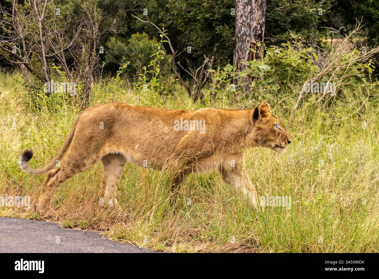 Lionne marchant le long d'une route goudronnée dans le parc national Kruger, Afrique du Sud. Banque D'Images