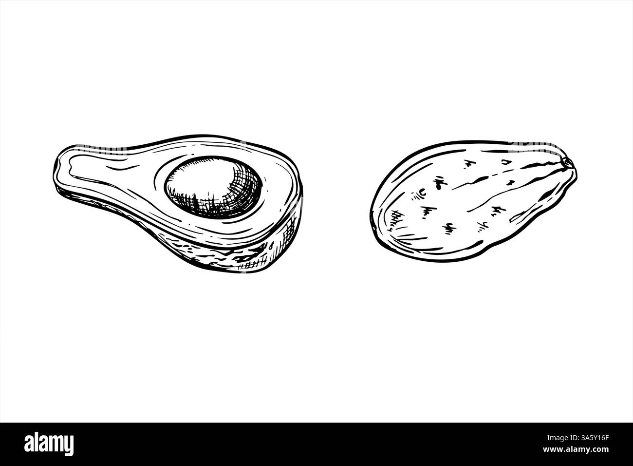 Illustration vectorielle d'avocat peinte par des encres noires. Moitié avec des graines et des tranches de fruit topique croquis graphique réaliste. Illustration de Vecteur