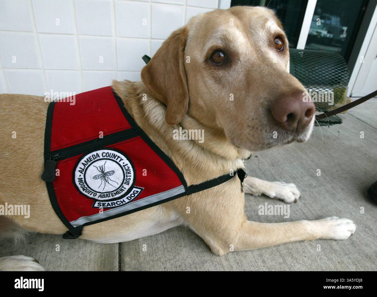 21 février 2008 - Buffy, une femelle de 4 ans Yellow Lab, tueuse de moustiques, a été formée à trouver des zones de reproduction des moustiques par son propriétaire Sharon Mead, spécialiste du système pour le district de réduction des moustiques du comté d'Alameda. Buffy se couche après une manifestation dans le district de réduction des moustiques du comté d'Alameda à Hayward, Calif, le jeudi 21 février 2008. (Ray Chavez/Oakland Tribune/MCT) (crédit image : © Ray Chavez/MCT/ZUMAPRESS.com) Banque D'Images