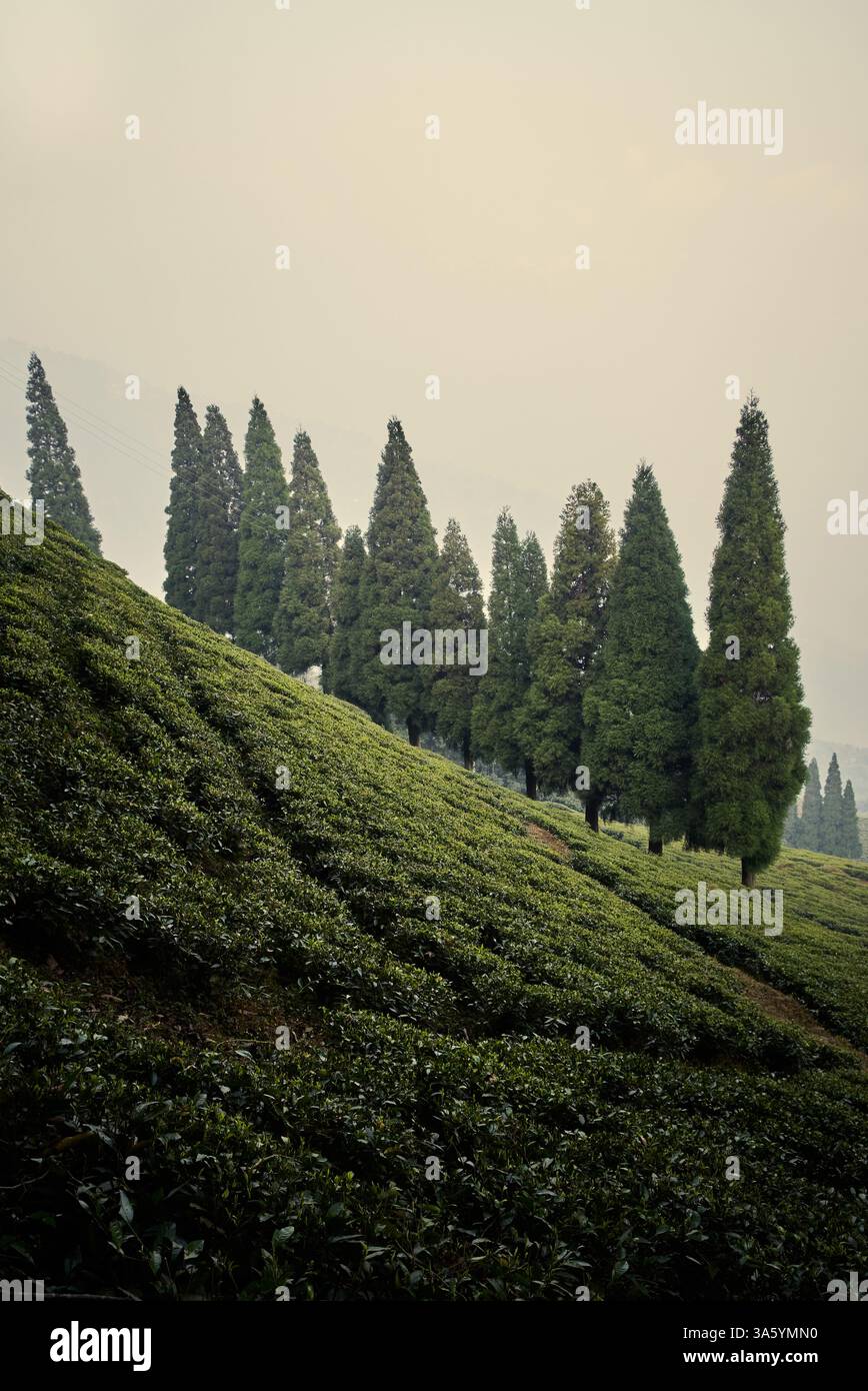 Jardin de thé près de la ville de Darjeeling, Inde Banque D'Images