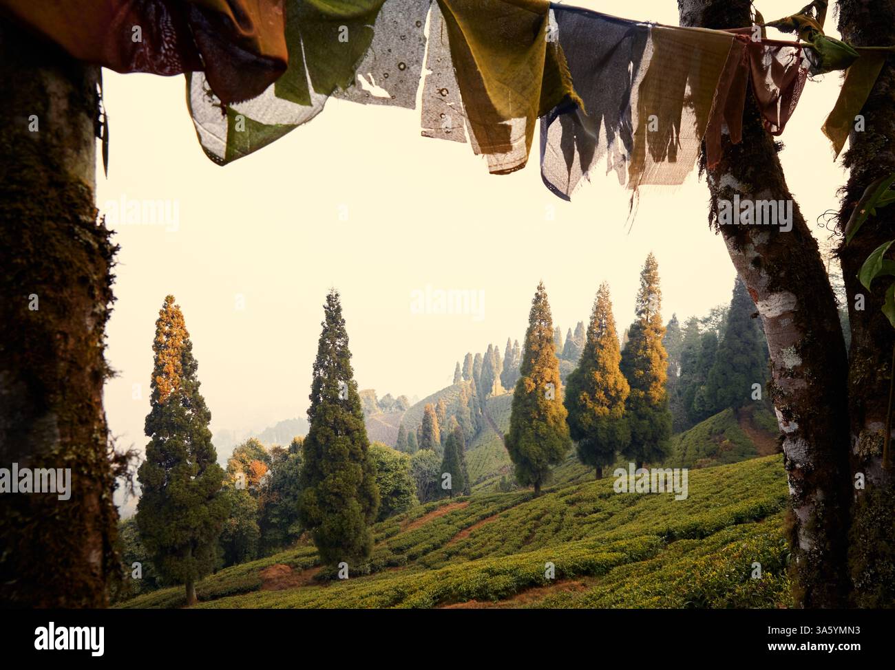 Jardin de thé près de la ville de Darjeeling, Inde Banque D'Images