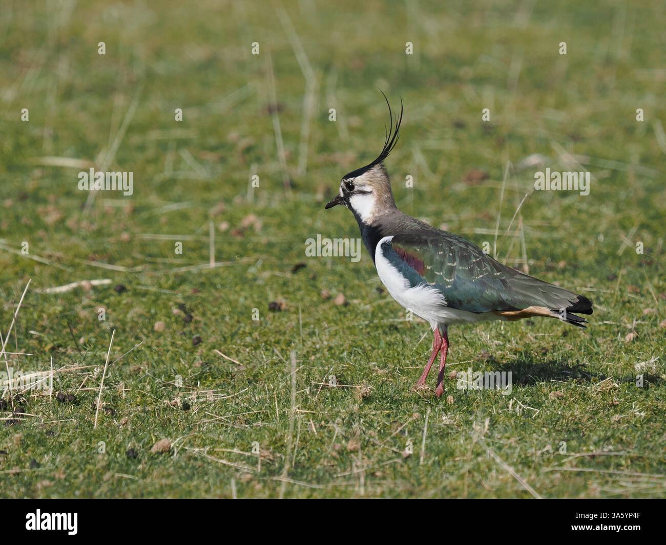 Les lapwing sont des échassiers de taille moyenne, ils se reproduisent tôt dans l'année et en mars étaient déjà jumelés et à la recherche de sites de nidification. Banque D'Images