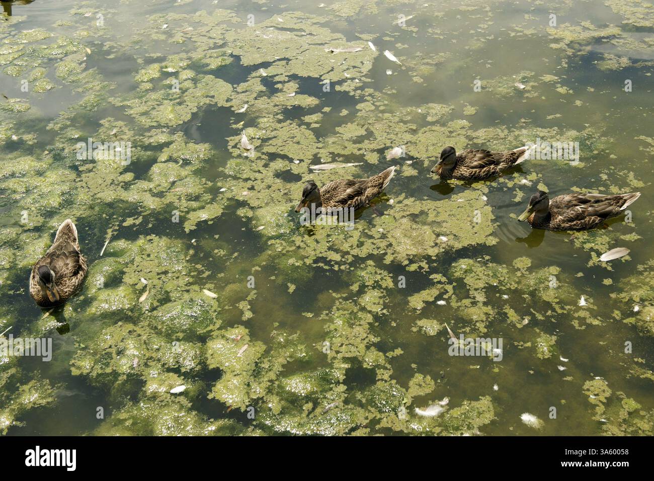 26 juin 2008 - les canards nagent dans les algues et la brouille au bord de l'étang à Constitution Gardens au National Mall à Washington, D.. C, 26 juin 2008. Le National Mall, qui attire plus de 20 millions de visiteurs chaque année, est une honte, a déclaré au Congrès l'un de ses principaux partisans. Il a un arriéré de 350 millions de dollars de travaux non terminés et pourrait avoir besoin d'une rénovation de 500 $. (Rafael Suanes/MCT) (crédit image : © Rafael Suanes/MCT/ZUMAPRESS.com) Banque D'Images