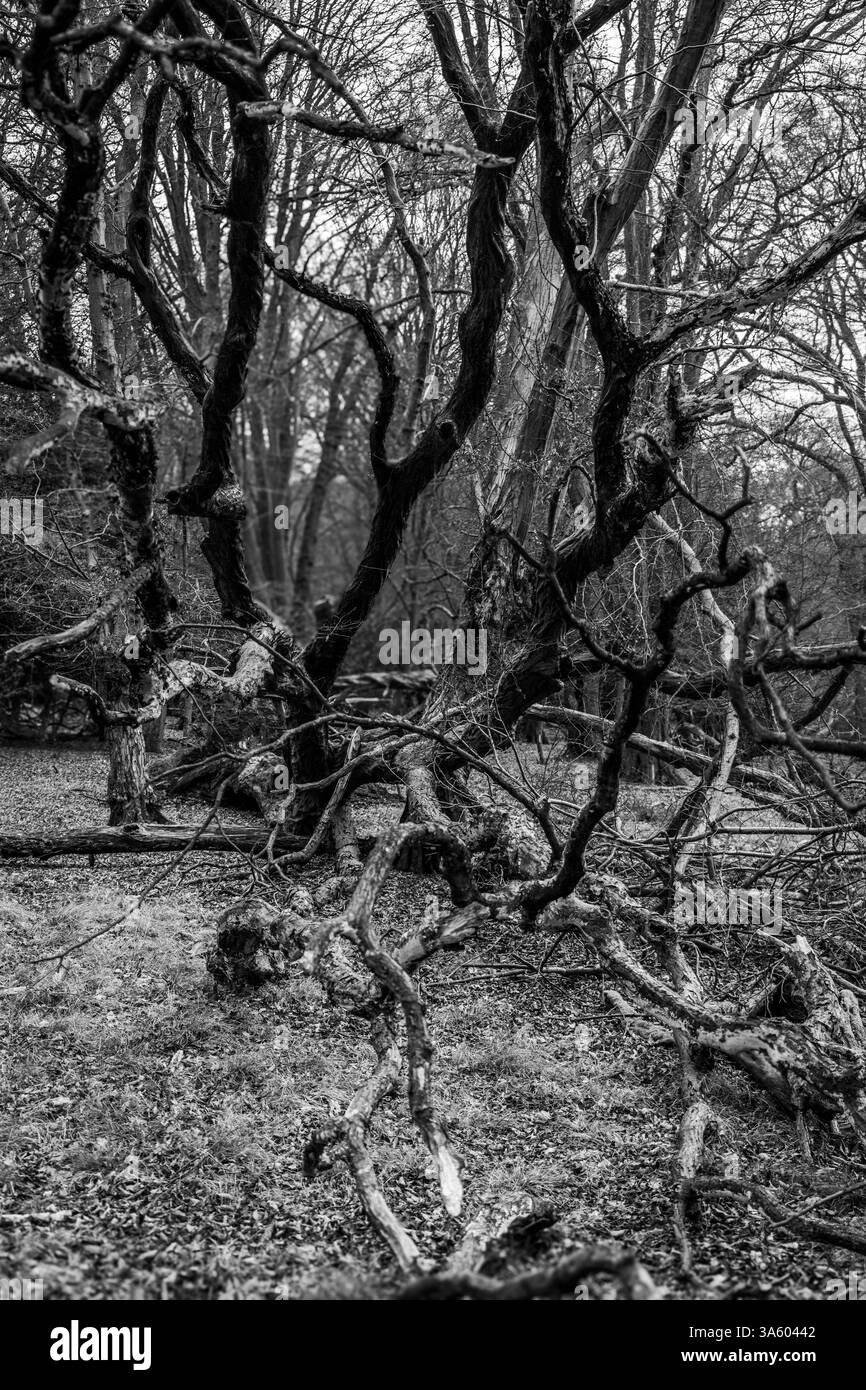Les branches d'un arbre tombé dans une vieille forêt anglaise tendent la main Banque D'Images
