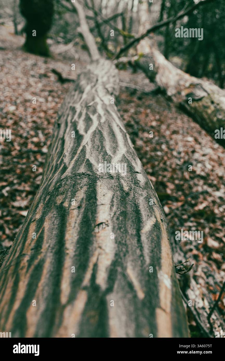Rayures lisses altérées d'écorce sur un arbre tombé dans une forêt Banque D'Images