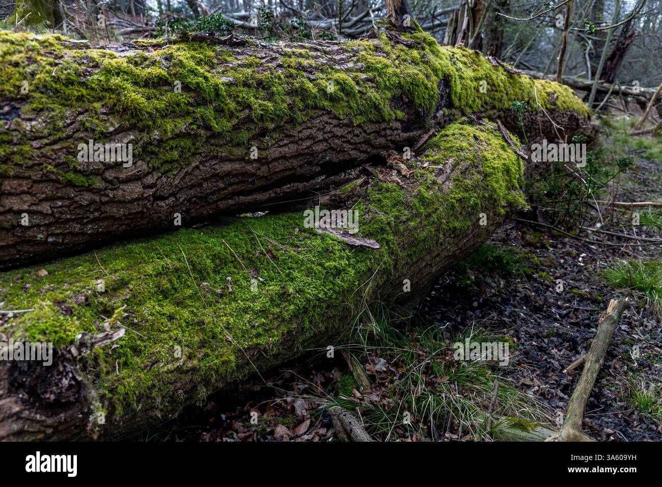 Mousse poussant sur des arbres morts tombés dans une forêt Banque D'Images