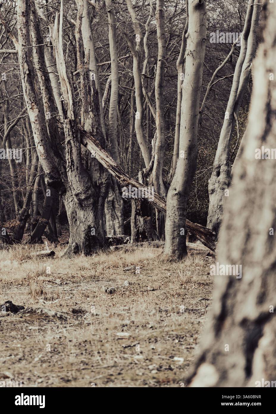 Tress dans une vieille forêt anglaise Banque D'Images
