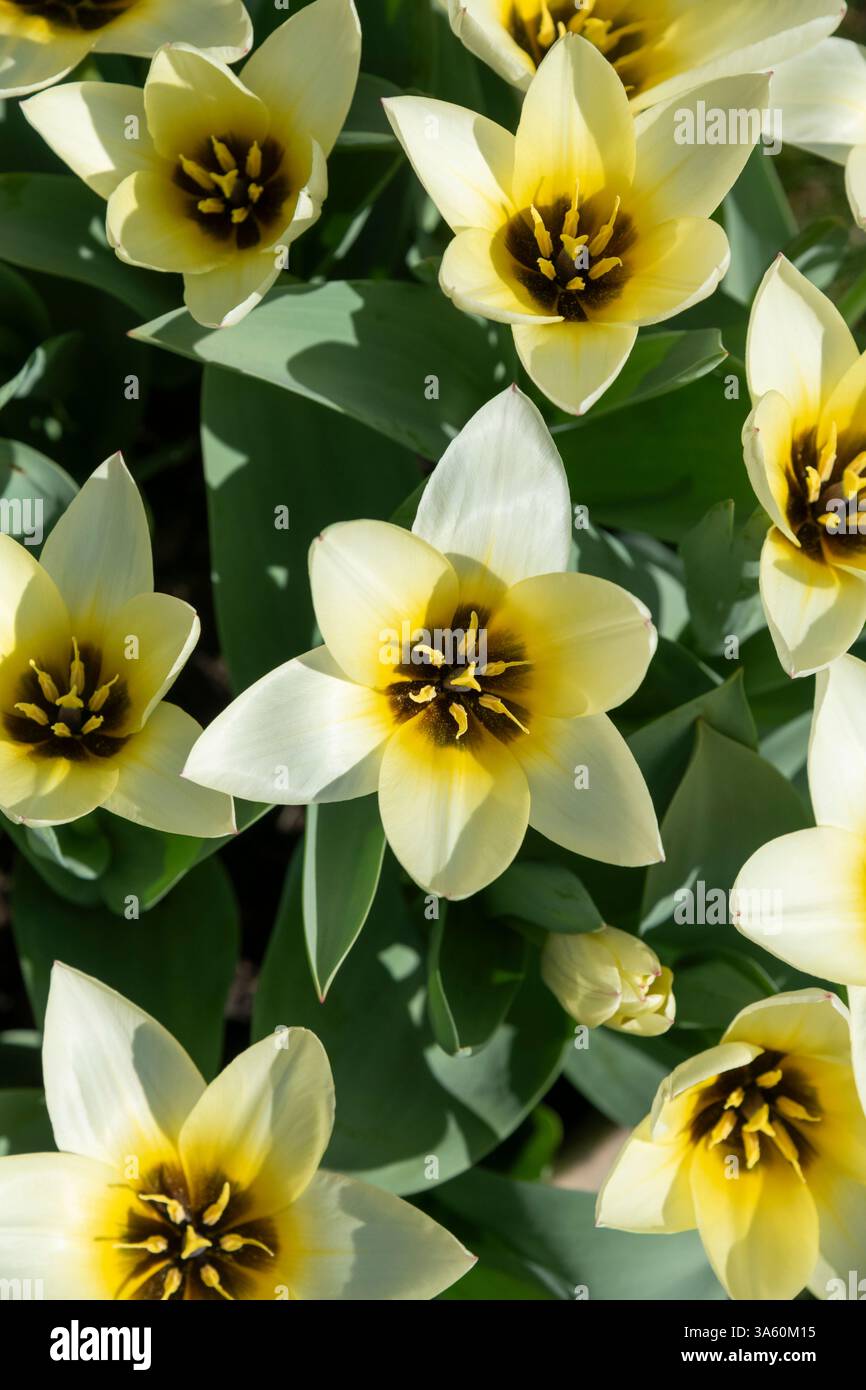 Tulip Fosteriana 'Concerto' une variété à floraison précoce avec des fleurs blanches et crème s'estompant au jaune à la base. Banque D'Images