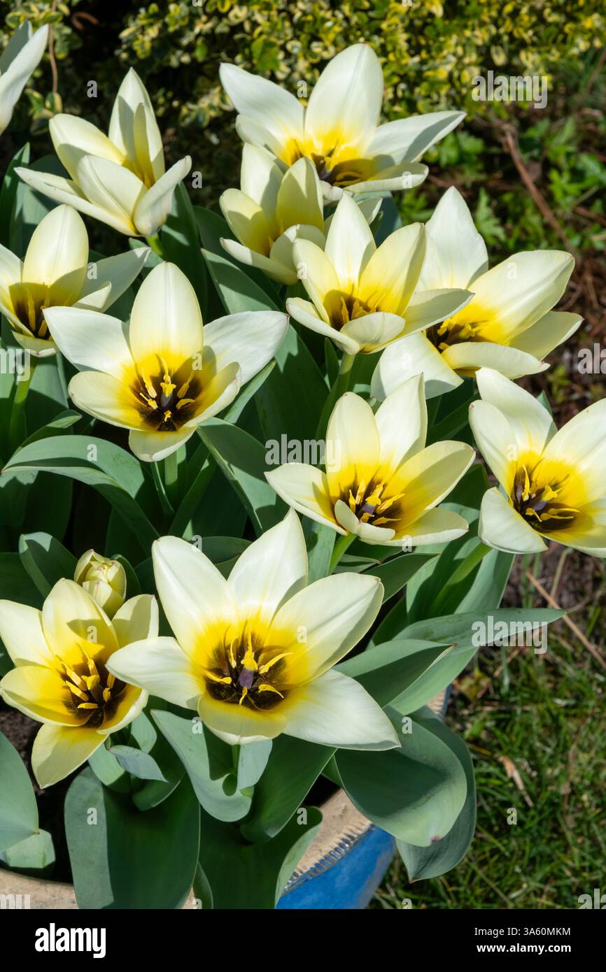 Tulip Fosteriana 'Concerto' une variété à floraison précoce avec des fleurs blanches et crème s'estompant au jaune à la base. Banque D'Images