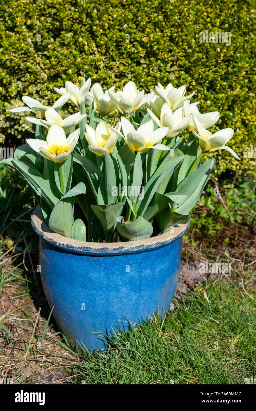 Tulip Fosteriana 'Concerto' une variété à floraison précoce avec des fleurs blanches et crème s'estompant au jaune à la base. Banque D'Images