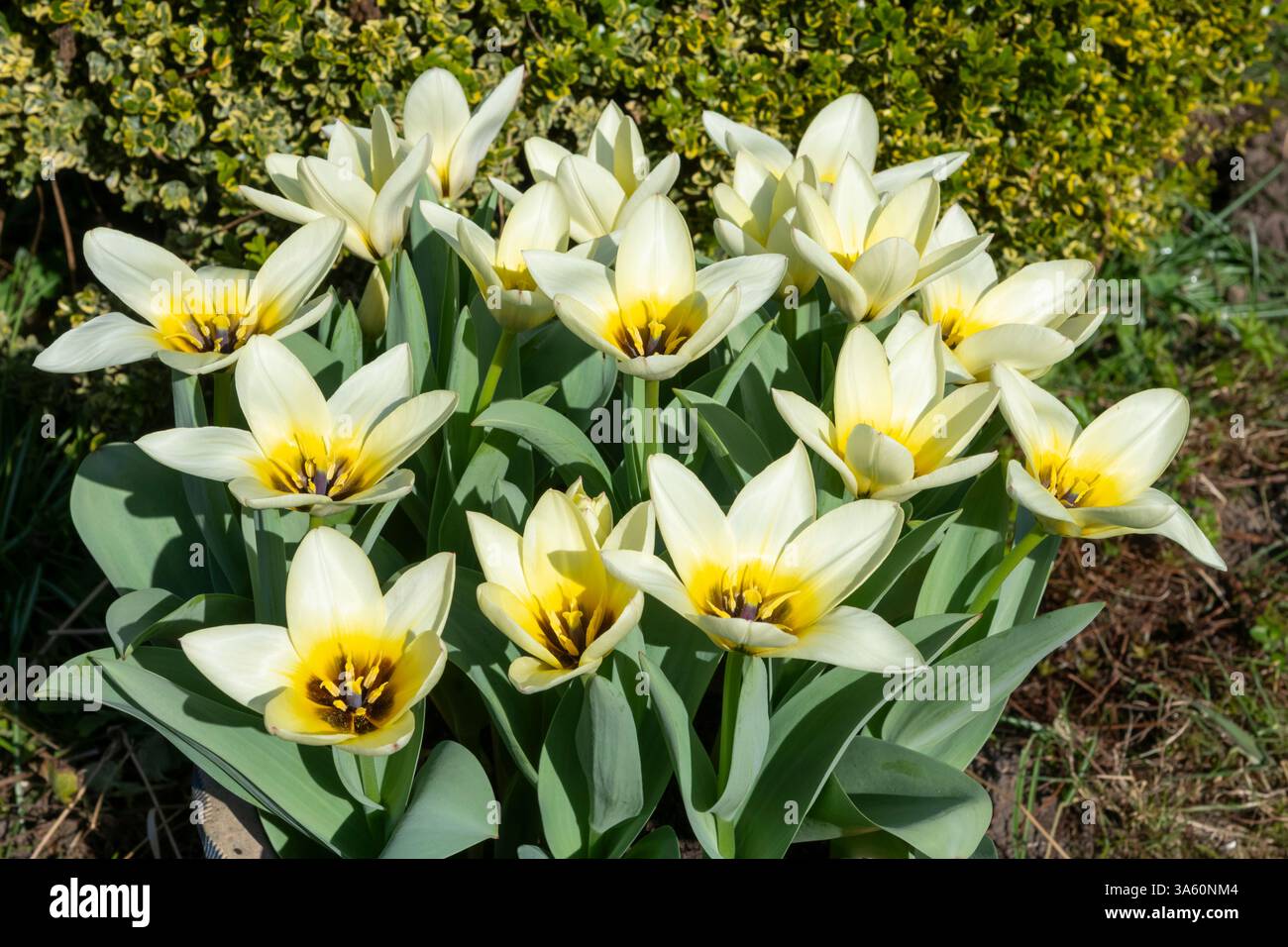 Tulip Fosteriana 'Concerto' une variété à floraison précoce avec des fleurs blanches et crème s'estompant au jaune à la base. Banque D'Images