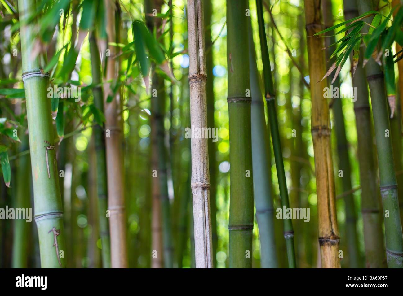 Forêt de bambous lumineux avec de riches feuilles vertes, gros plan, nature en arrière-plan. Lumière douce du matin sur les feuilles de bambou. Banque D'Images