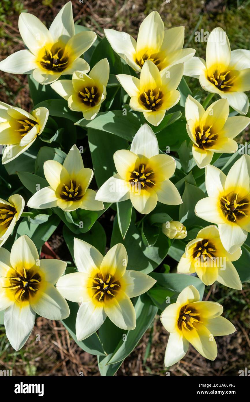 Tulip Fosteriana 'Concerto' une variété à floraison précoce avec des fleurs blanches et crème s'estompant au jaune à la base. Banque D'Images