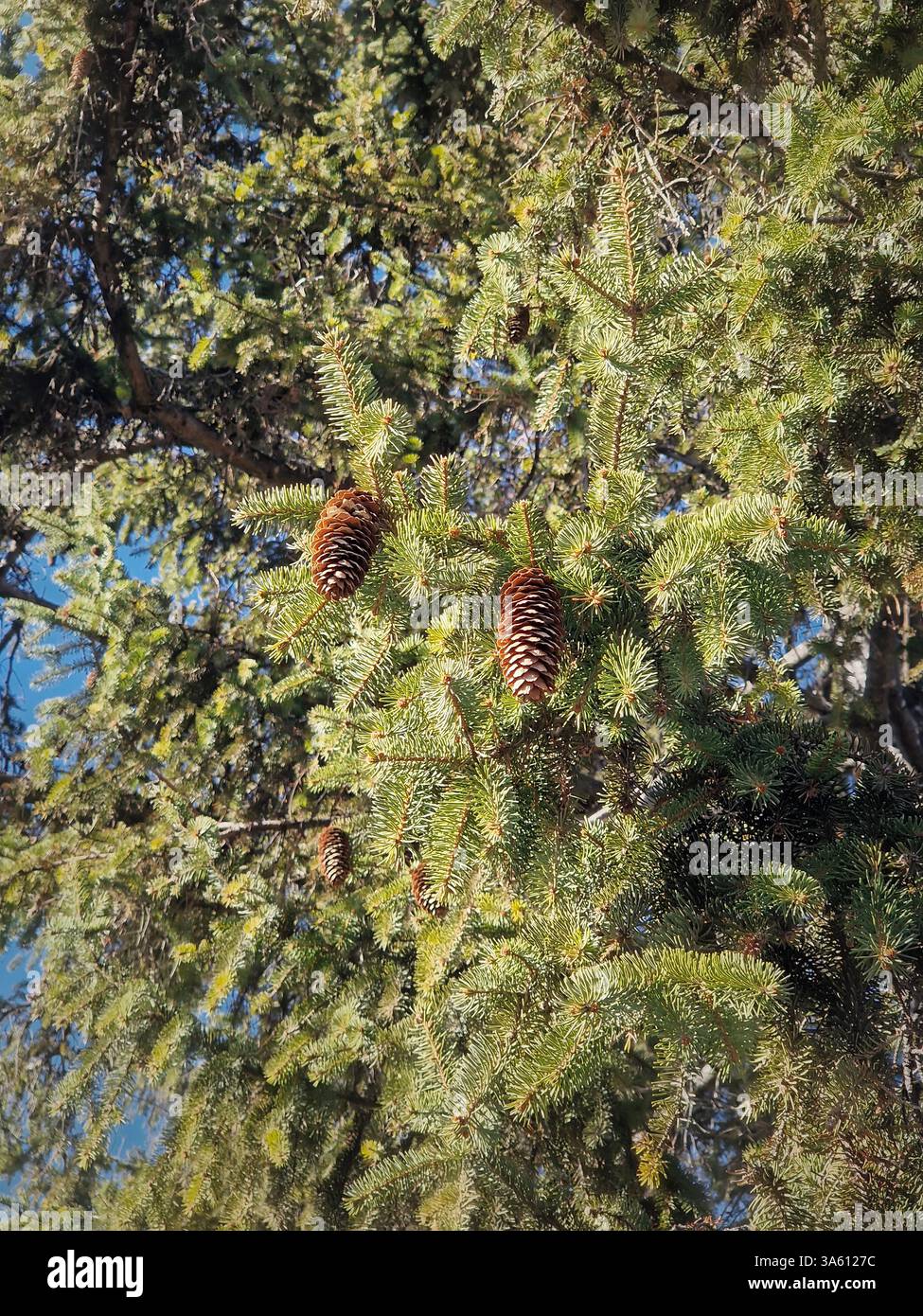Gros plan sur les branches d'un épinette avec des aiguilles vertes et des cônes bruns suspendus - Image de stock capturée avec un smartphone