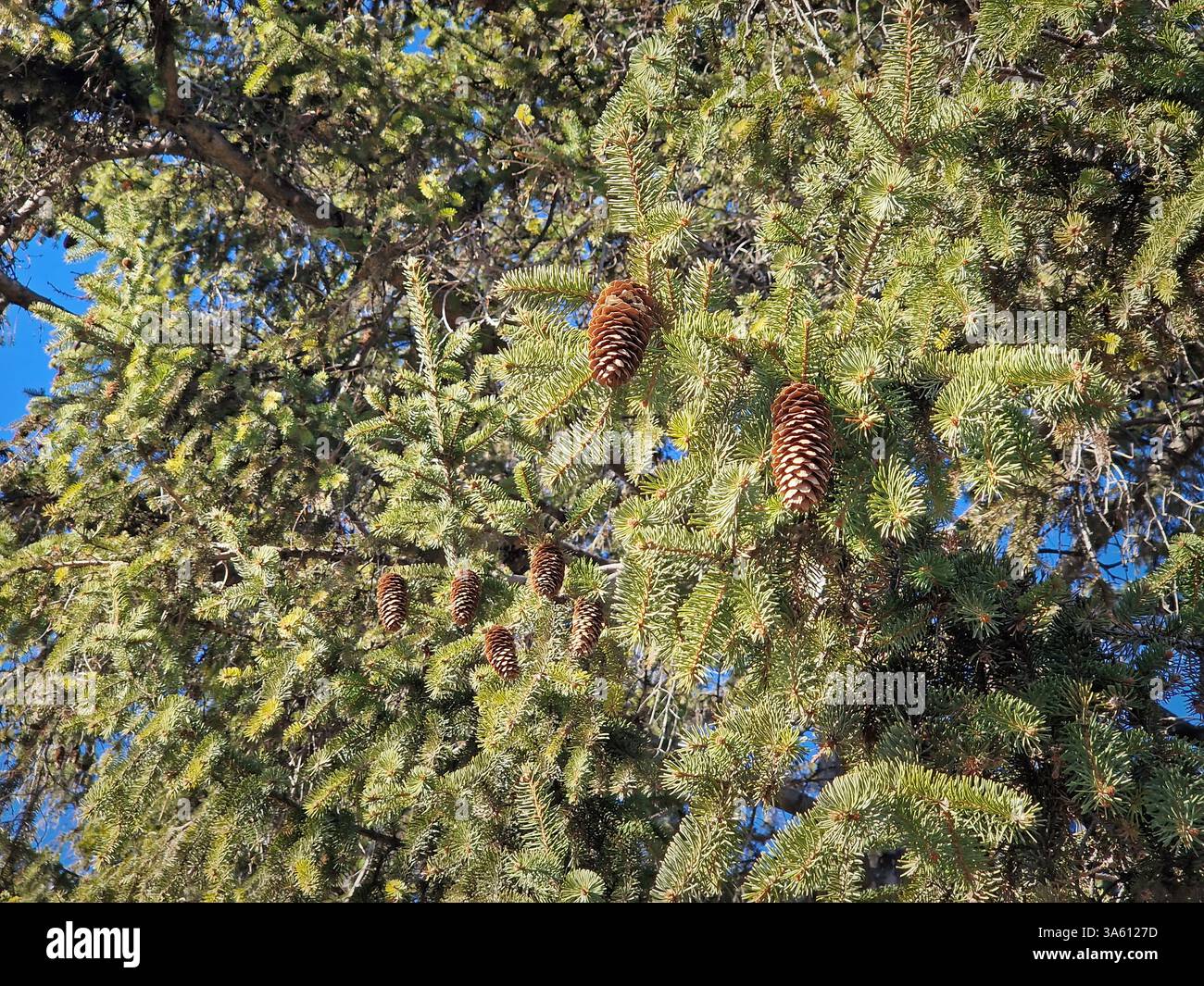 Gros plan sur les branches d'un épinette avec des aiguilles vertes et des cônes bruns suspendus - Image de stock capturée avec un smartphone