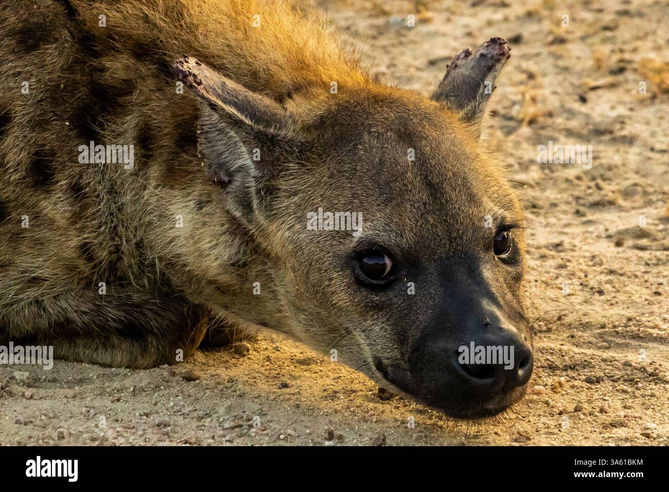 Visage d'une hyène tachetée, avec les oreilles déchiquetées d'un combat, couché sur un chemin de terre dans le parc national Kruger dans la lumière dorée tôt le matin. Banque D'Images