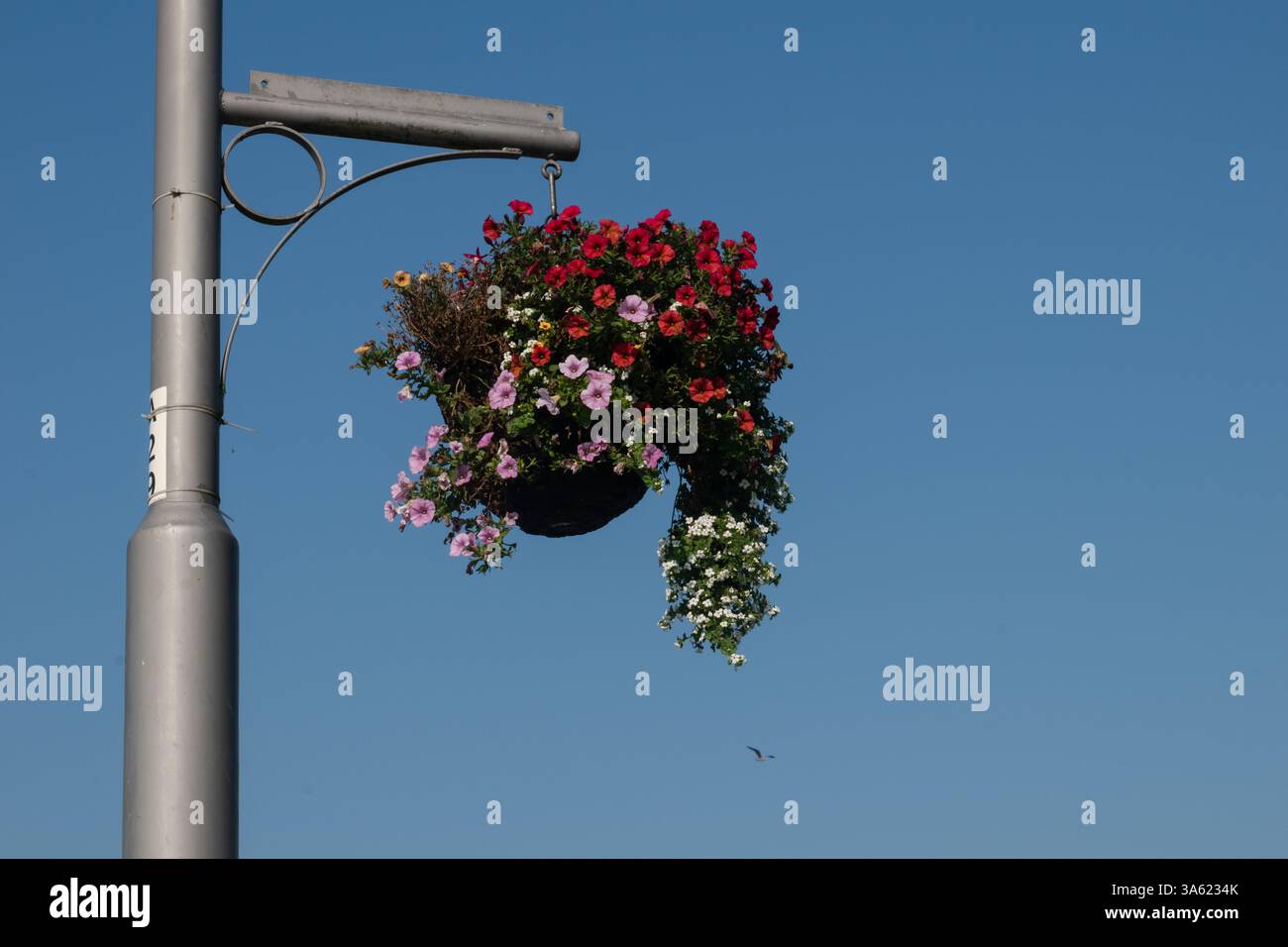 Un panier de fleurs accroché sur la lanterne de rue pendant la journée ensoleillée Banque D'Images