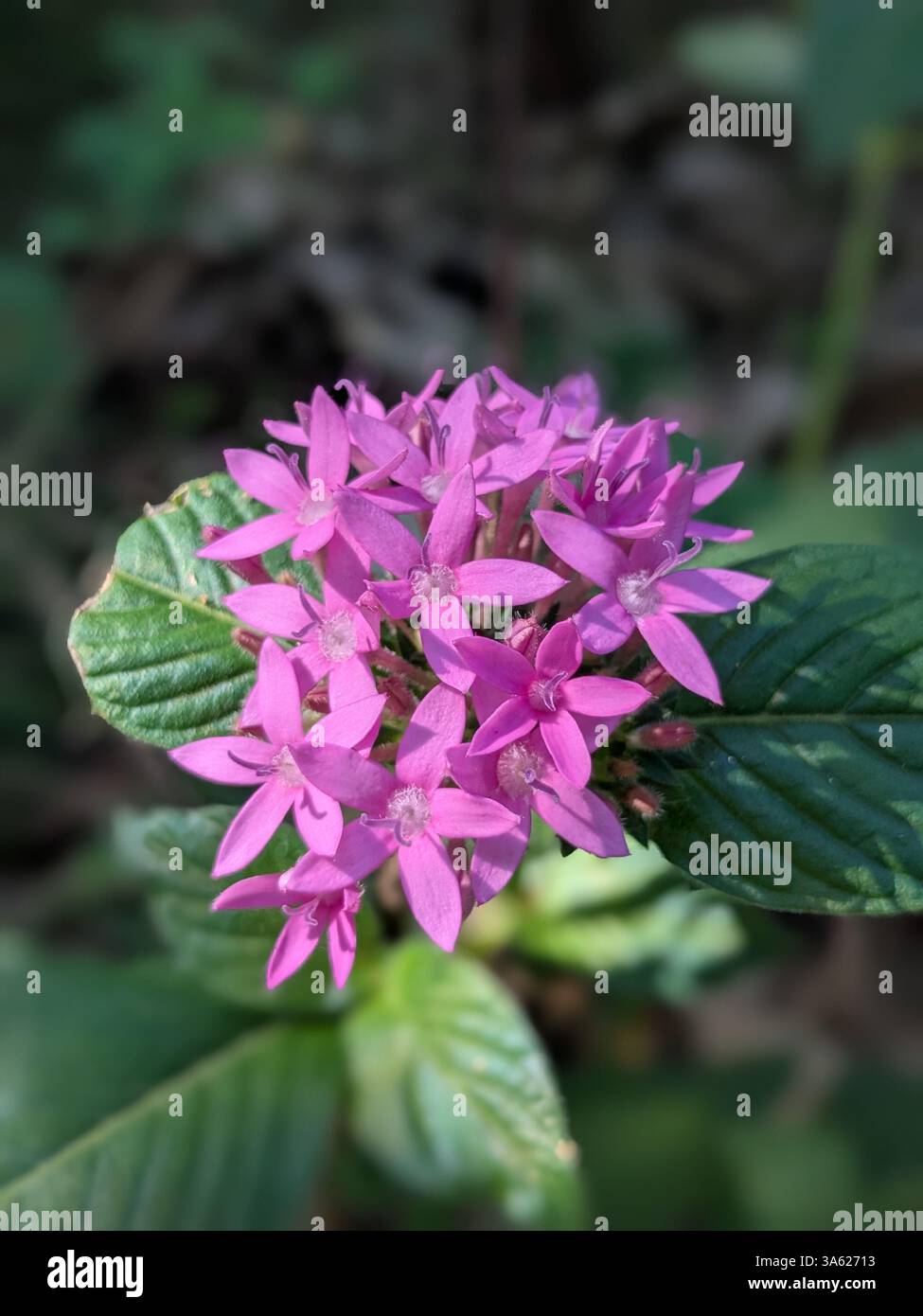 fleur pourpre - Image de stock capturée avec un smartphone