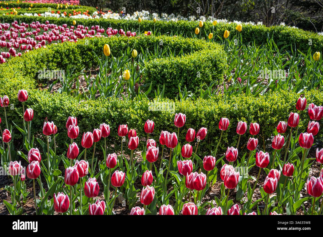 Tulipes colorées exposées lors des 'Atlanta Blooms !' Au jardin botanique d'Atlanta à Atlanta, Géorgie. (ÉTATS-UNIS) Banque D'Images