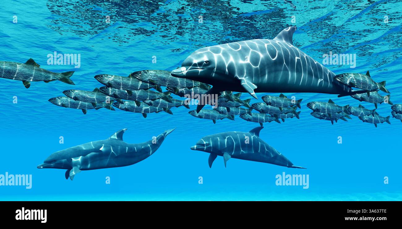 Une équipe de Bottlenose Dolphins rassemble une école de hareng du Pacifique. Banque D'Images
