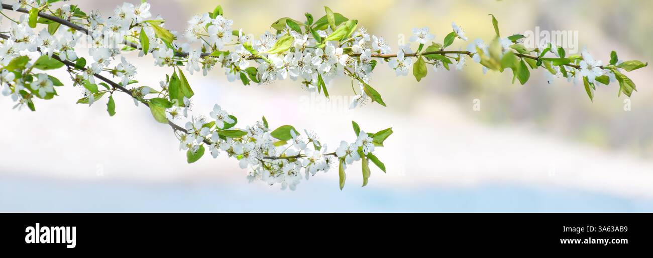 Bannière Web de branches de printemps de fleur blanche Banque D'Images