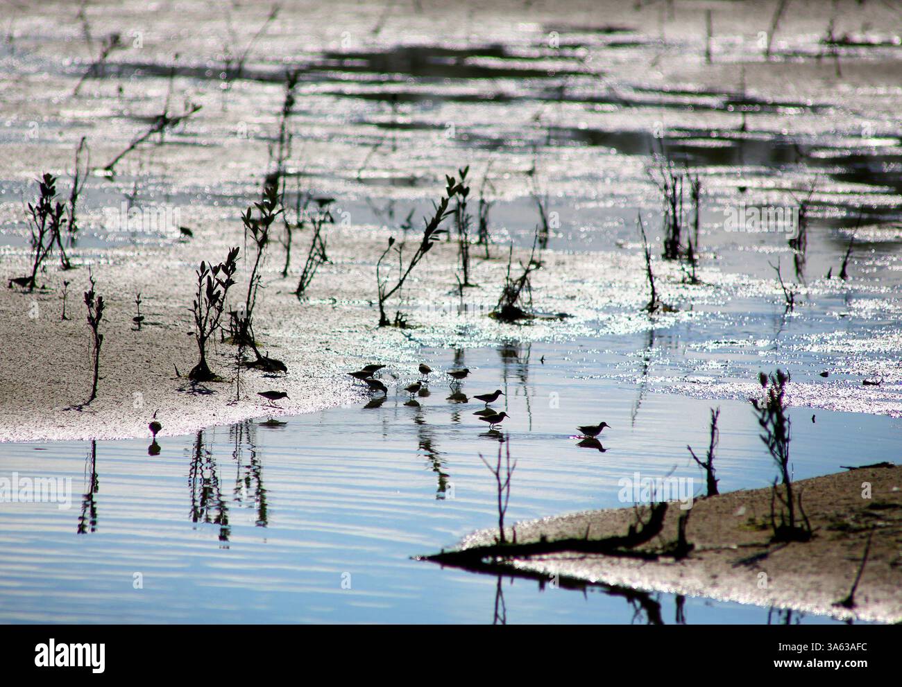 12 février 2015 - Clearwater, Floride, États-Unis - DOUGLAS R. CLIFFORD. Jeudi (2/12/15) à Clearwater, un groupe de pipers de sable se faufile dans une section de l'estuaire de marée du ruisseau Stevenson, à la recherche de petits invertébrés que les oiseaux de rivage choisissent dans le sable et la boue. Différentes longueurs de bec permettent à différentes espèces de pétards de se nourrir dans des habitats côtiers spécifiques, éliminant ainsi la concurrence directe entre les espèces pour la nourriture. (Crédit image : © Douglas R. Clifford/Tampa Bay Times/ZUMA Wire) Banque D'Images