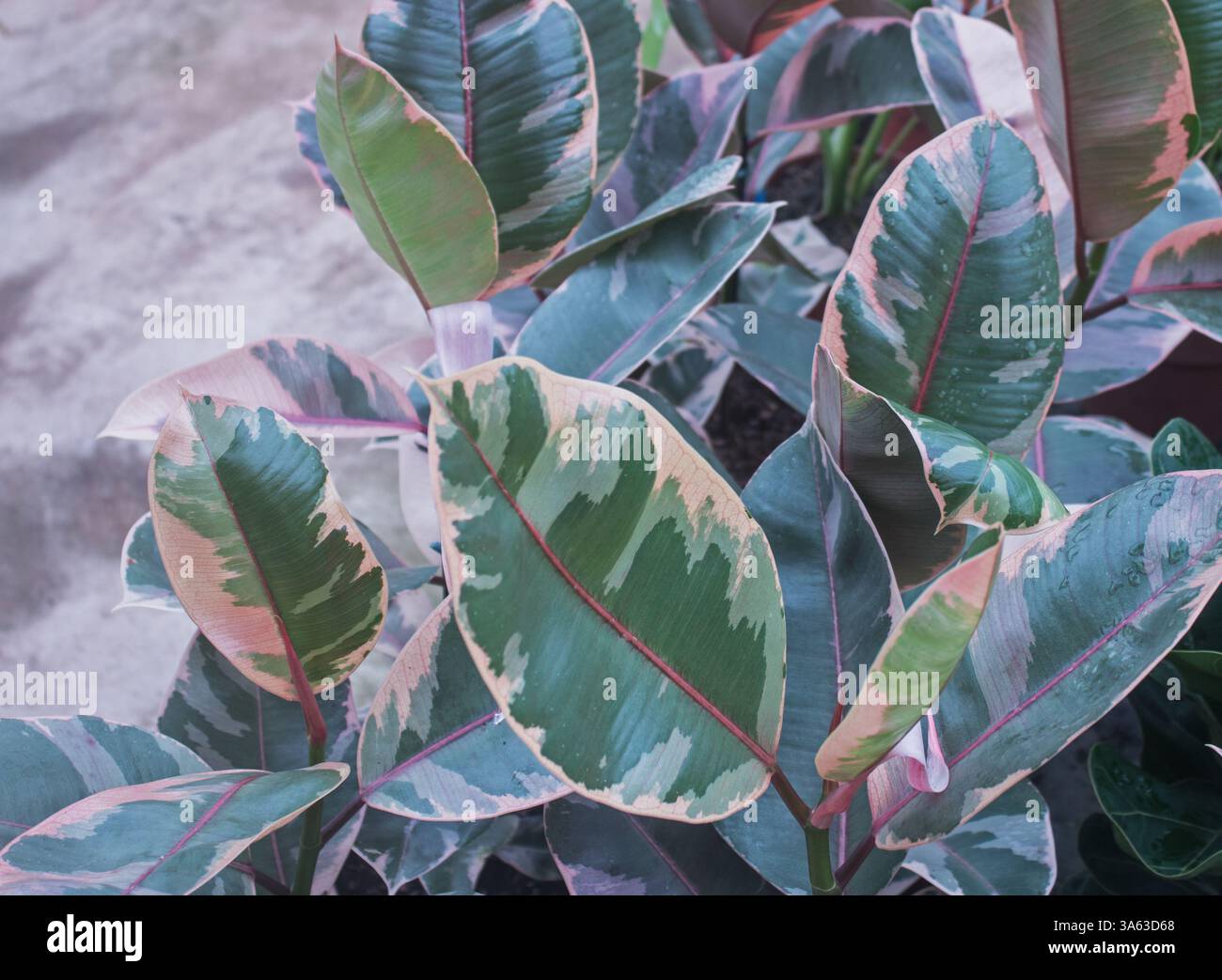 Hévéa panaché (Ficus elastica 'variegata') Banque D'Images