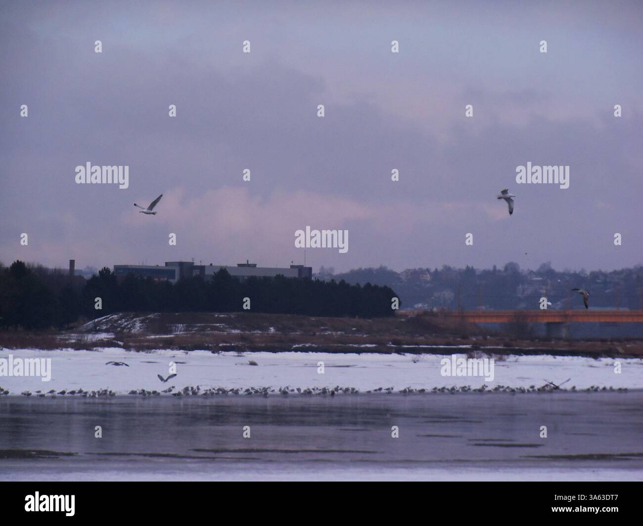 Ciel nuageux de la rivière du soir d'hiver, oiseaux volant dans l'air, fond d'écran de nature de ville sereine Banque D'Images