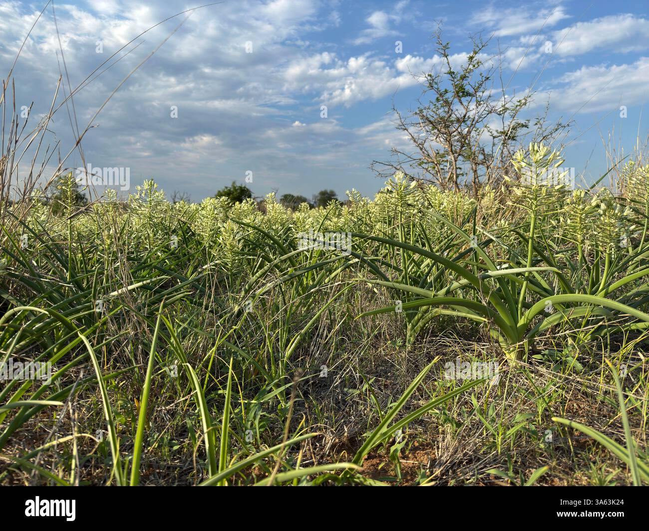 Angle bas d'un peuplement dense d'Albuca de seiner en floraison dans la réserve Balule Game - Image de stock capturée avec un smartphone