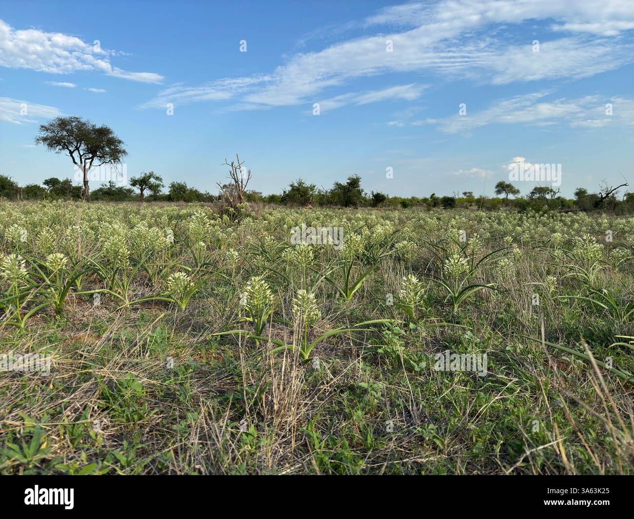 Peuplement dense de Bushveld chincherinchee floraison dans Balule Game Reserve - Image de stock capturée avec un smartphone