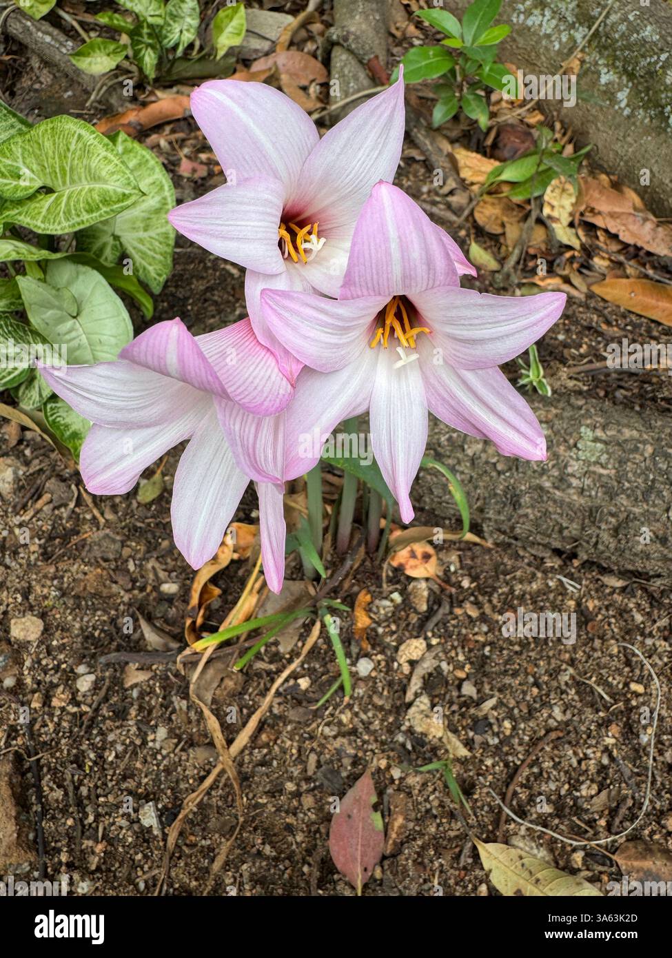 Belles fleurs voyantes dans un jardin dans le Lowveld - Image de stock capturée avec un smartphone