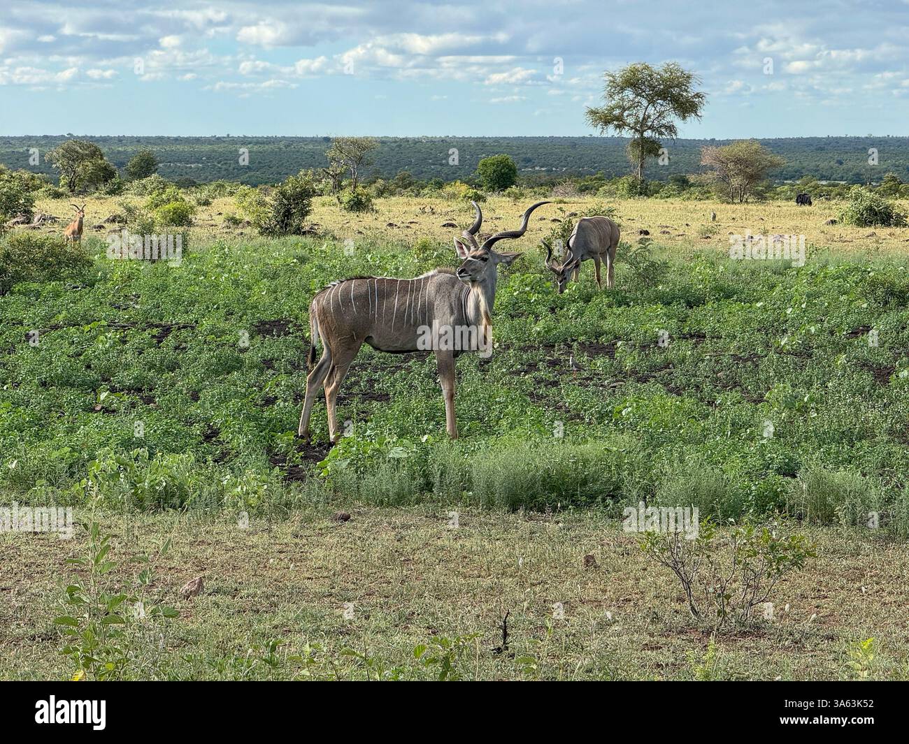 Un taureau royal Kudu regardant par-dessus son épaule dans le tristement célèbre parc national Kruger - Image de stock capturée avec un smartphone Un taureau royal Kudu regardant par-dessus son épaule dans le tristement célèbre parc national Kruger - Image de stock capturée avec un smartphone