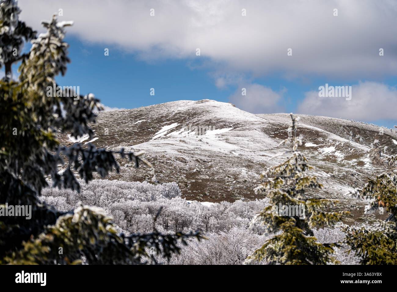 Branches de pin encadrant un sommet de montagne enneigé s'élevant au-dessus d'une forêt gelée sous un ciel bleu avec des nuages blancs Banque D'Images