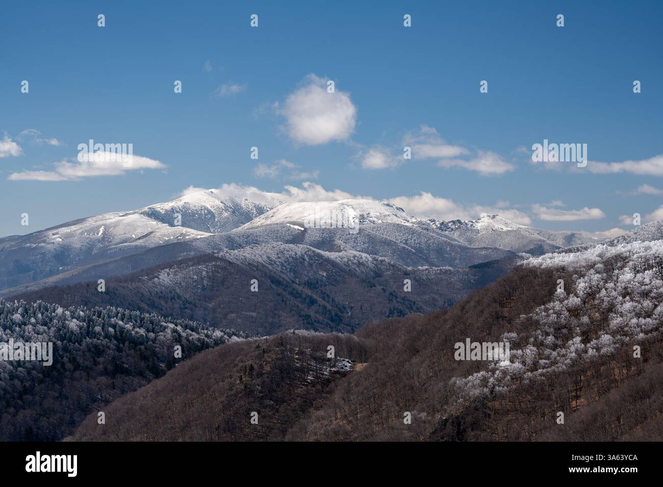 Paysage pittoresque avec des sommets enneigés surplombant des forêts givrées, baignés par la lumière du soleil d'un ciel bleu clair Banque D'Images